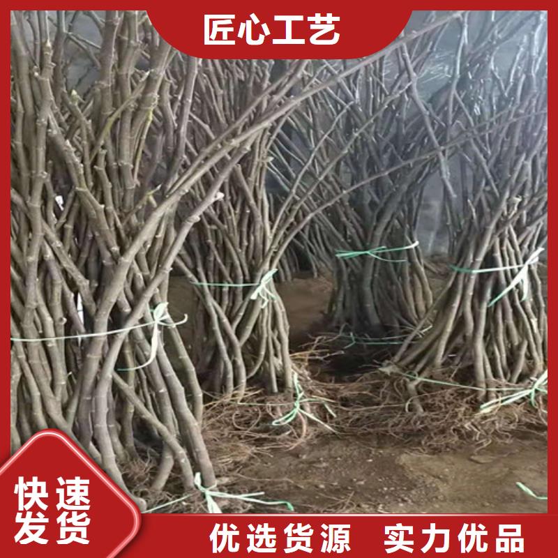 无花果,海棠盆景苗本地厂家值得信赖