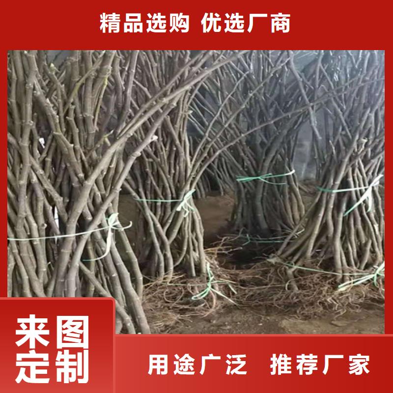 無花果_早酥紅梨廠家貨源