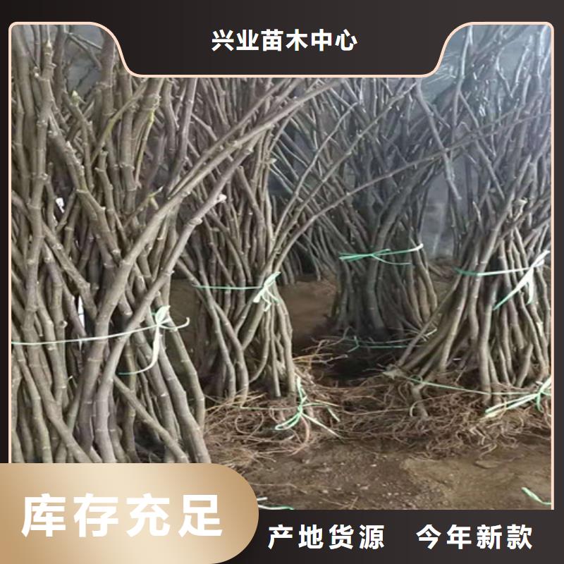 無花果板栗苗安心購