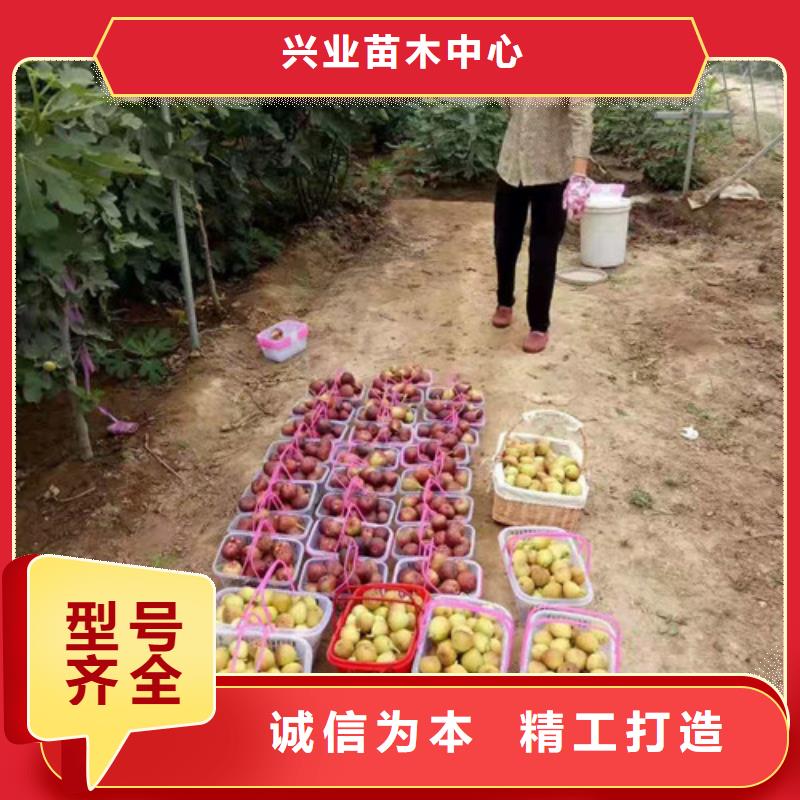 無花果草莓苗精品優(yōu)選