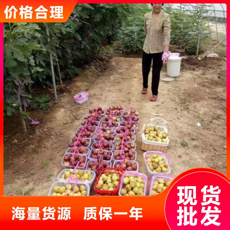 無(wú)花果,海棠盆景苗本地廠(chǎng)家值得信賴(lài)