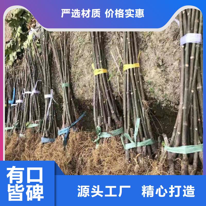 無花果,珍珠油杏好產(chǎn)品好服務(wù)