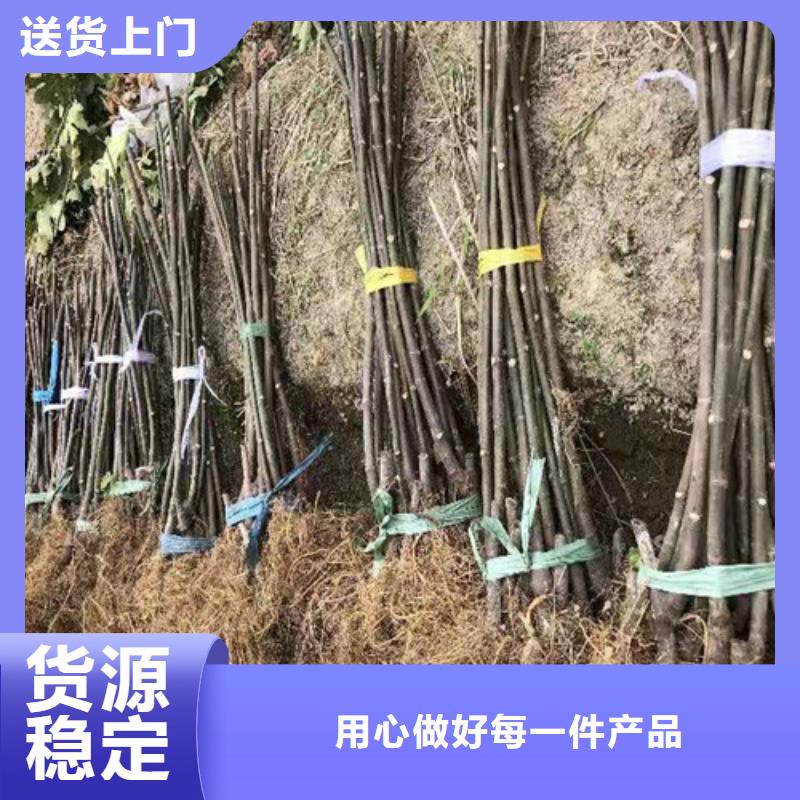 無花果,翠冠梨苗匠心打造