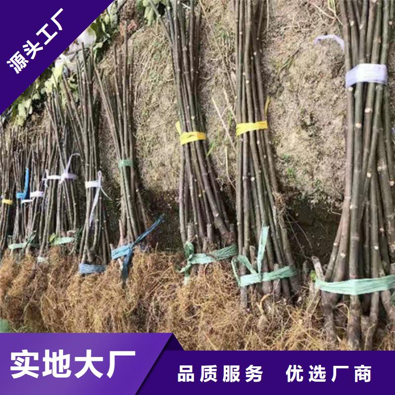 無(wú)花果-酥脆一號(hào)優(yōu)選貨源