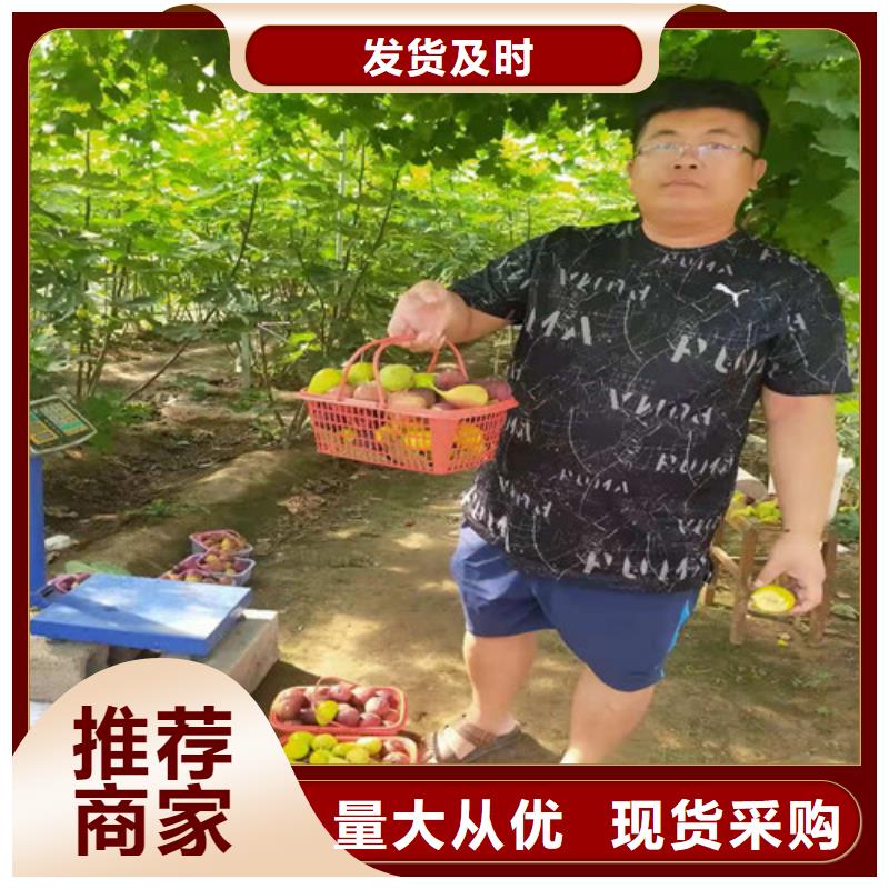 无花果梨树苗优良工艺