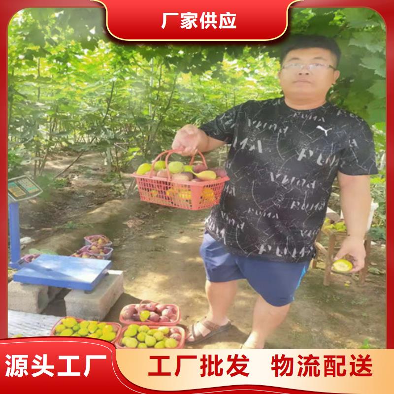 无花果金银花树苗厂家品控严格