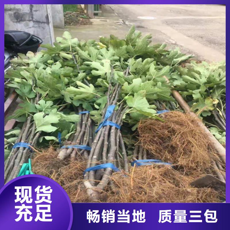 无花果_大雪枣苗定制速度快工期短