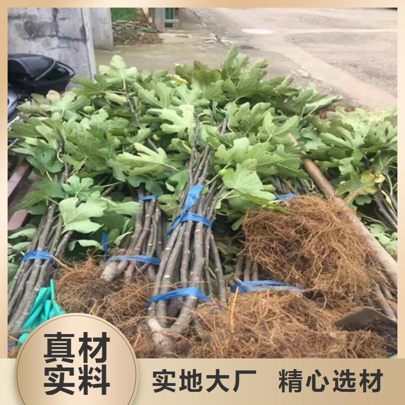 無花果_梨樹苗認準大品牌廠家