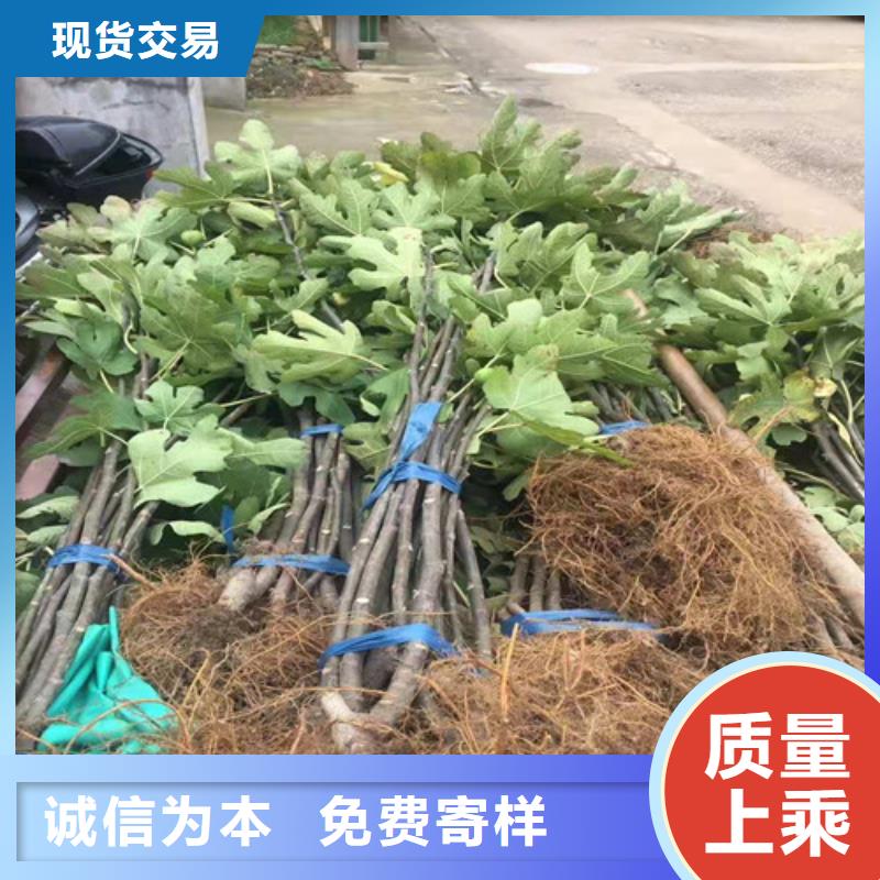 無花果板栗苗安心購