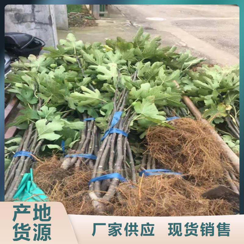 無花果花椒苗用心做品質