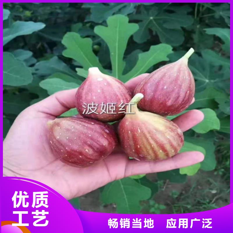 无花果_大雪枣苗价格实惠