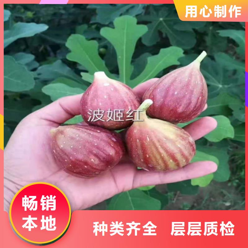无花果桃树苗厂家自营