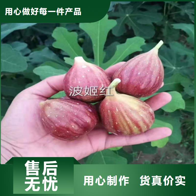 无花果葡萄苗敢与同行比质量