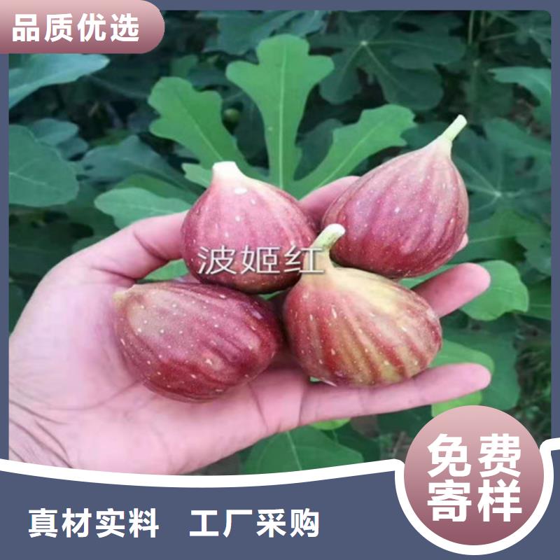 無花果,獼猴桃苗歡迎來電詢價