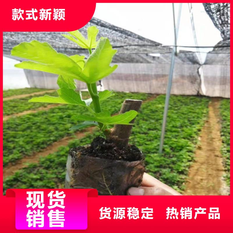 无花果梨树苗优良工艺