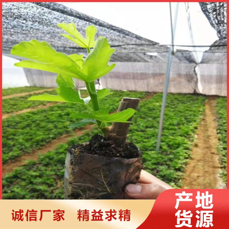 無花果板栗苗安心購