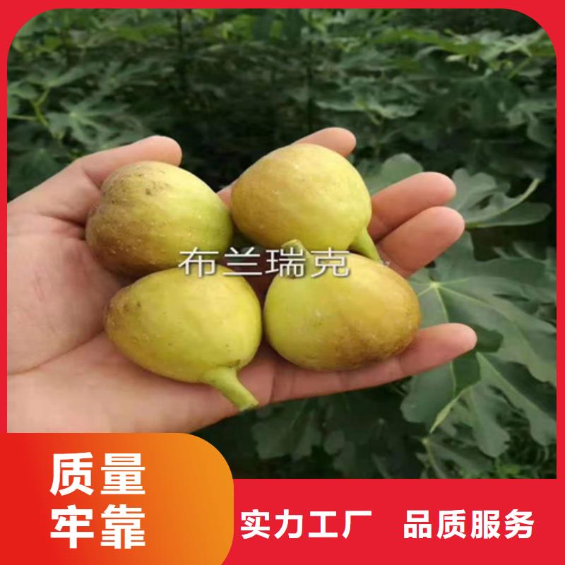 無(wú)花果-蘋(píng)果苗符合行業(yè)標(biāo)準(zhǔn)