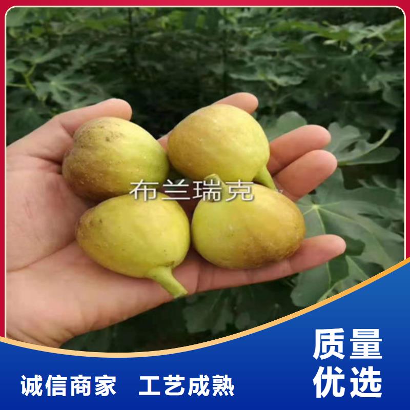 無(wú)花果-核桃苗長(zhǎng)期供應(yīng)
