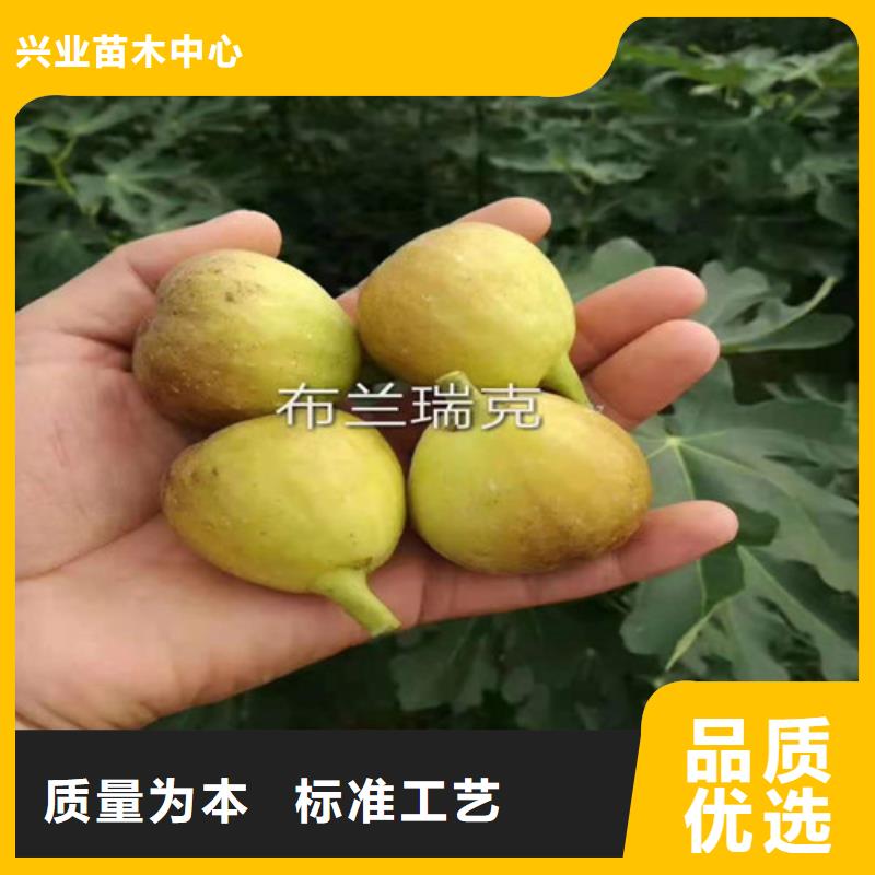 无花果梨树苗优良工艺