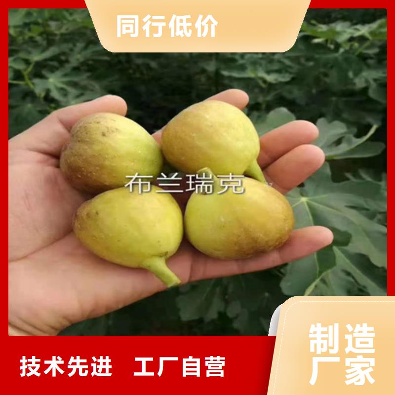 無(wú)花果大棚草莓苗現(xiàn)貨交易
