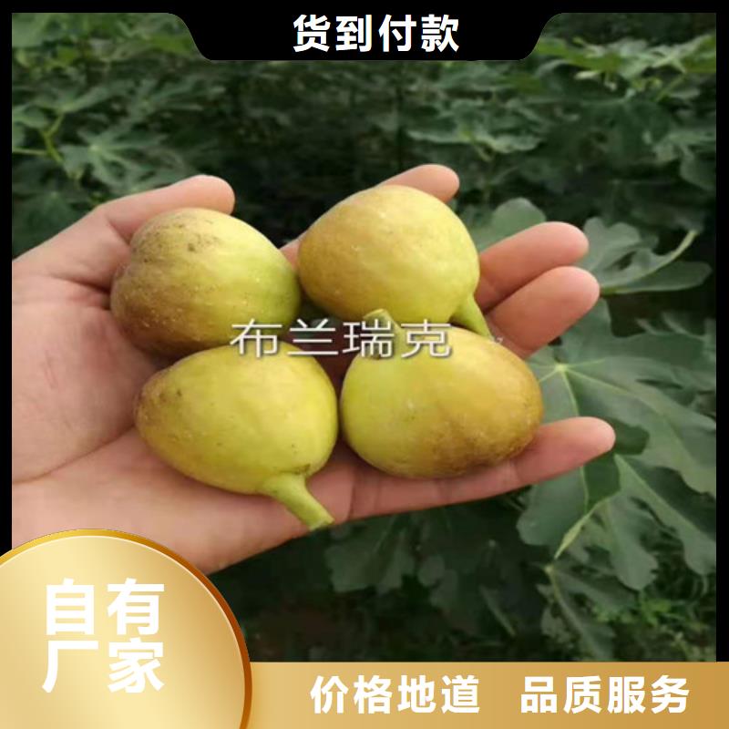 无花果猕猴桃苗常年出售
