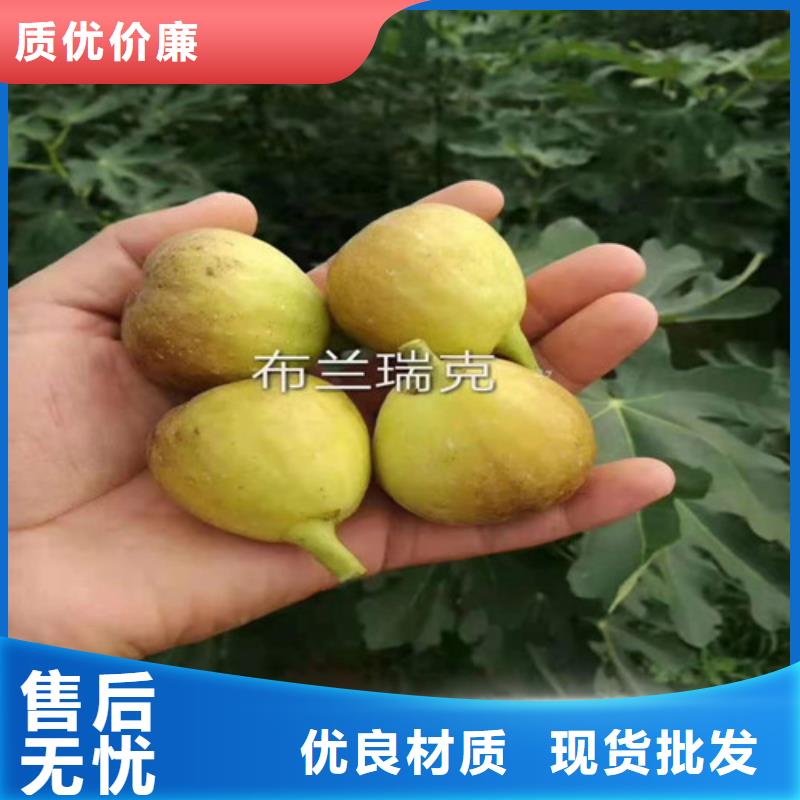 無花果梨樹苗產(chǎn)地工廠
