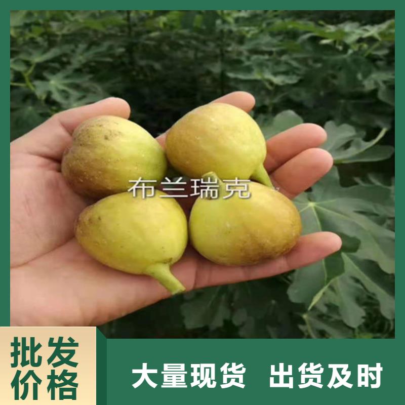 無花果,獼猴桃苗歡迎來電詢價