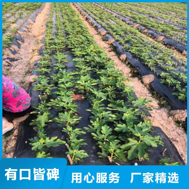 无花果油桃苗产品参数