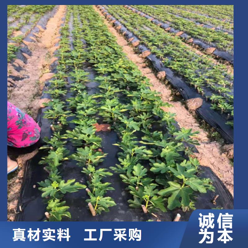无花果,猕猴桃苗欢迎来电询价