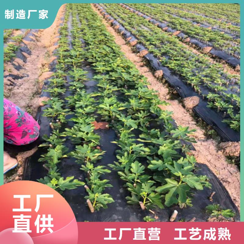 無花果-蘋果苗用心做產(chǎn)品