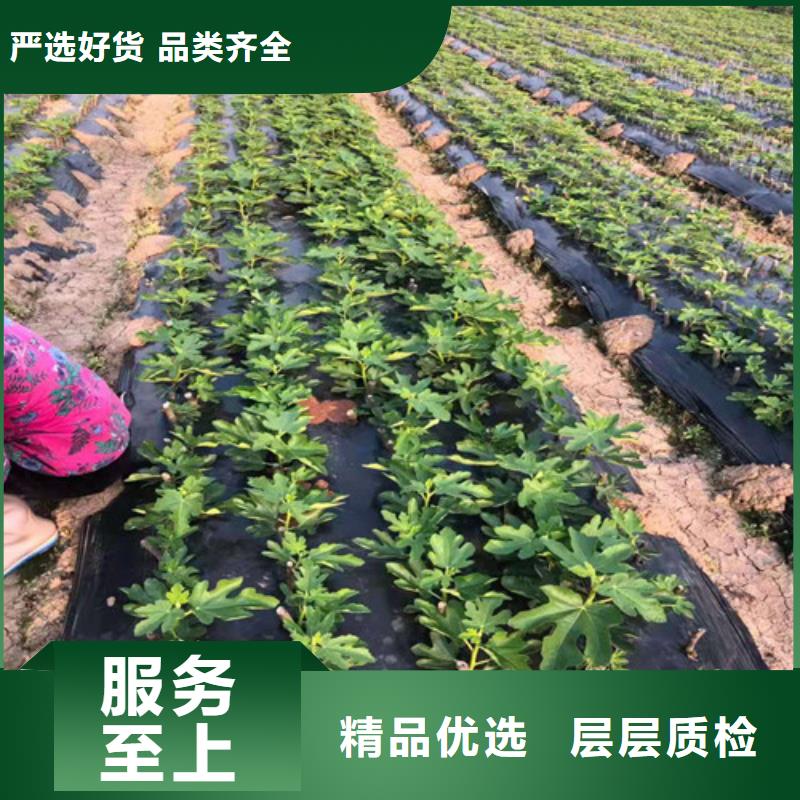 无花果,红颜草莓苗物流配送