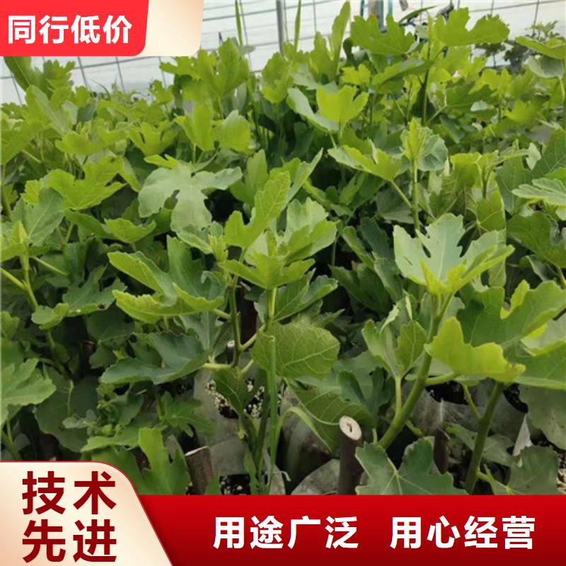 無(wú)花果草莓苗廠家售后完善