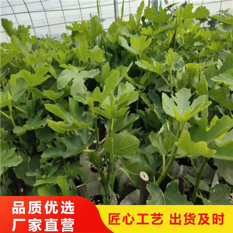 无花果葡萄苗敢与同行比质量