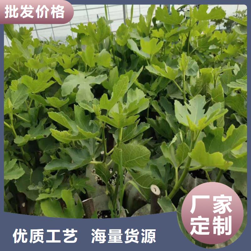 無花果_早酥紅梨廠家貨源