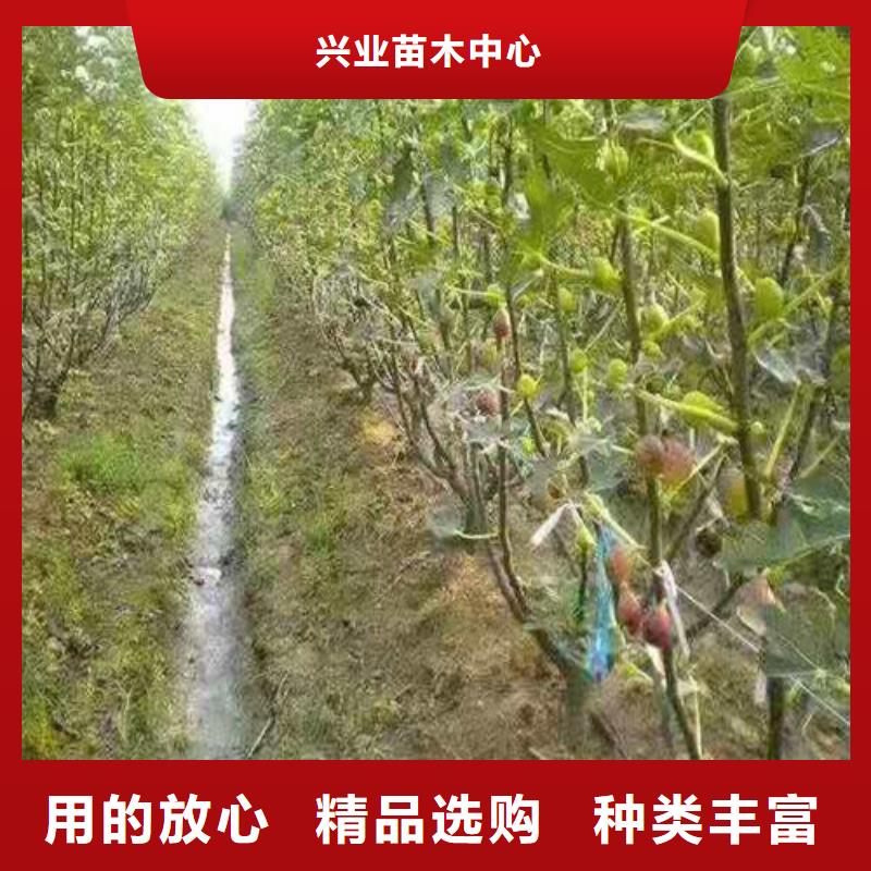 無花果_車?yán)遄用缳|(zhì)量上乘