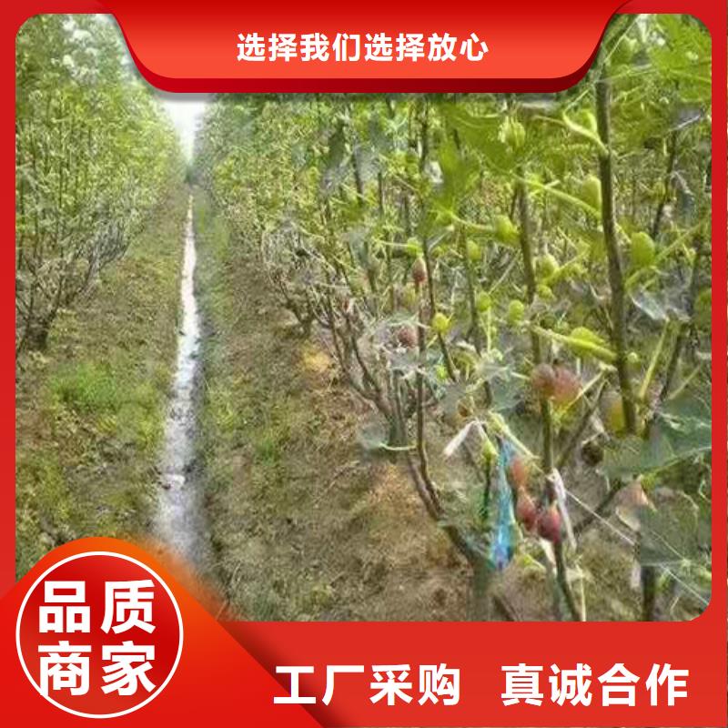 无花果软枣猕猴桃苗用心做好细节
