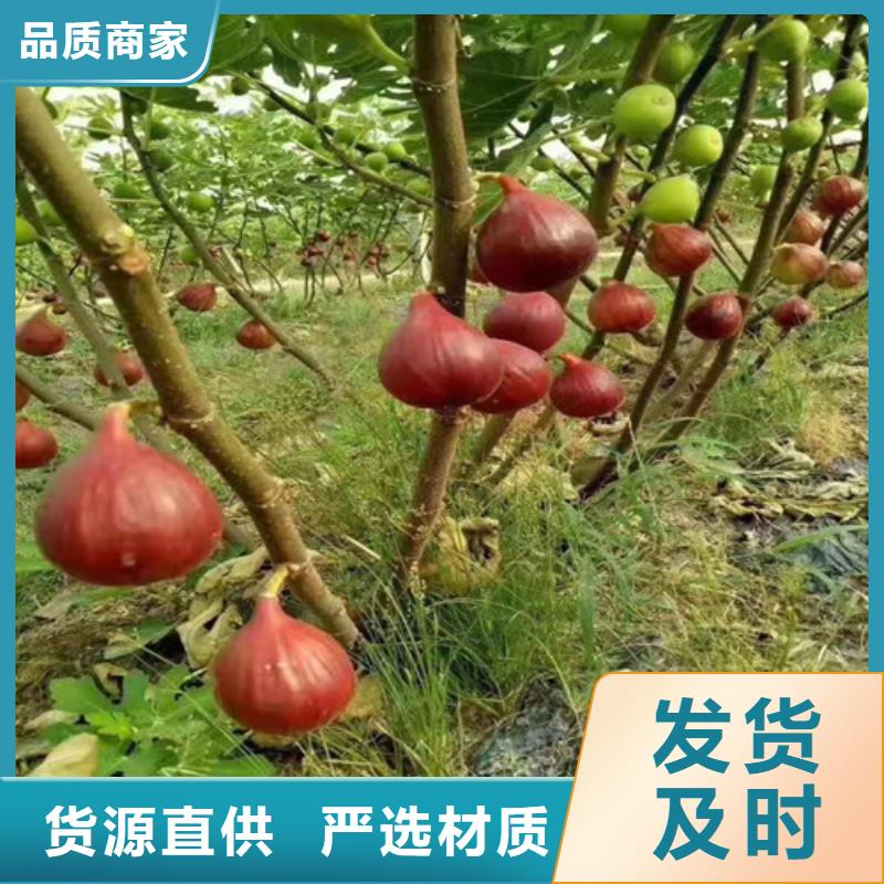 无花果油桃苗产品参数