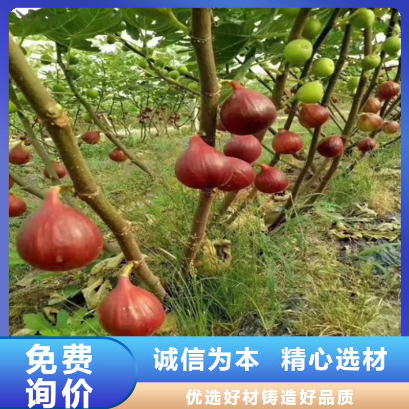 无花果油桃苗产品参数