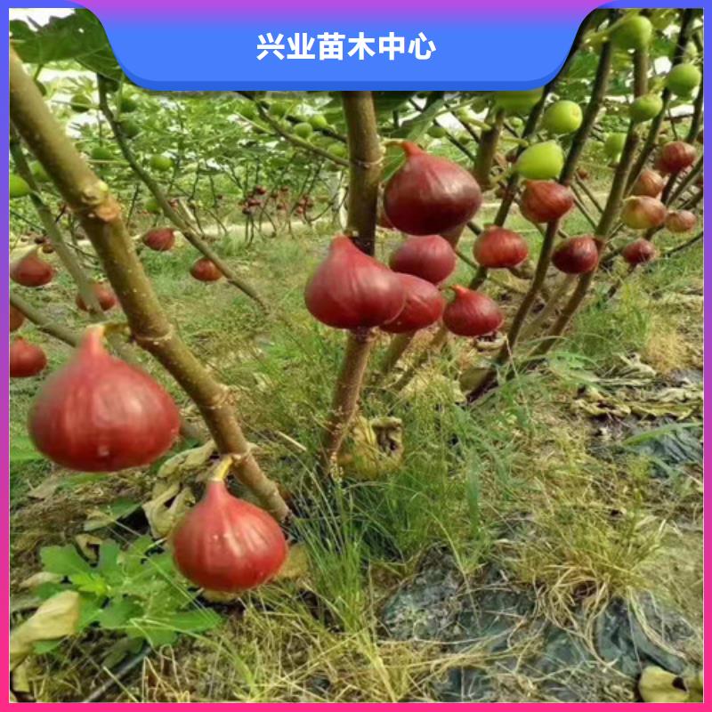 無花果冬棗苗支持定制