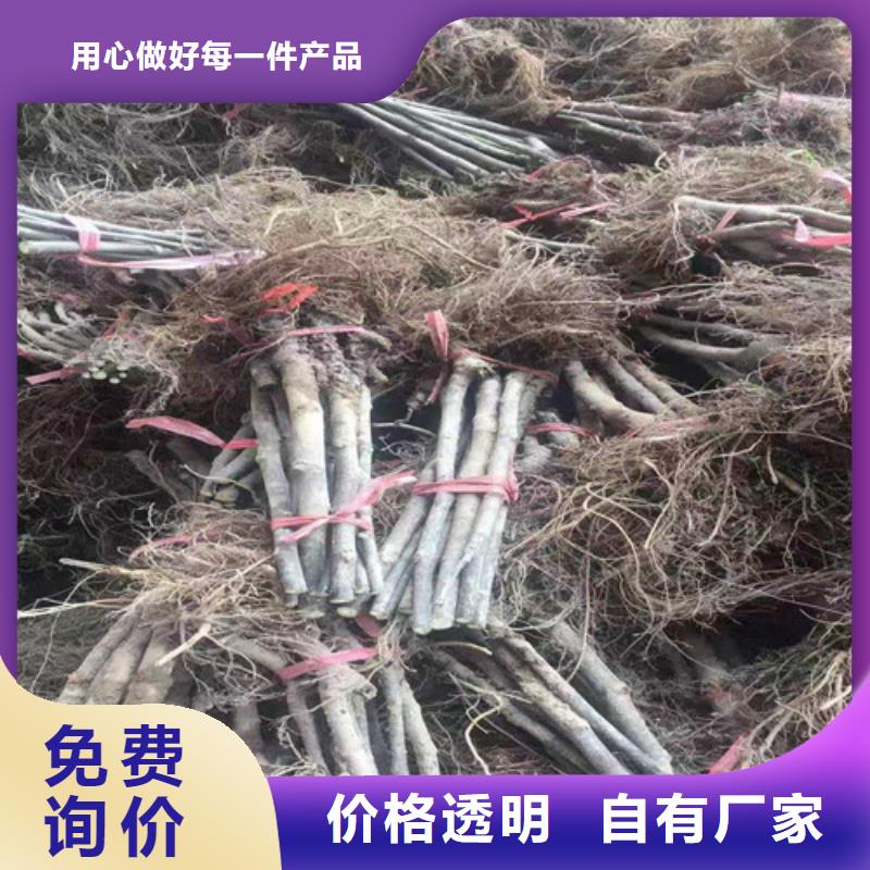 无花果黄桃苗标准工艺