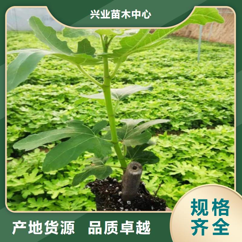 无花果桃树苗厂家自营