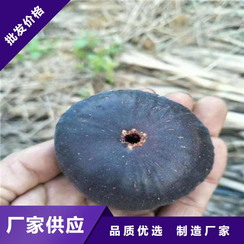 無花果梨樹苗產(chǎn)地工廠
