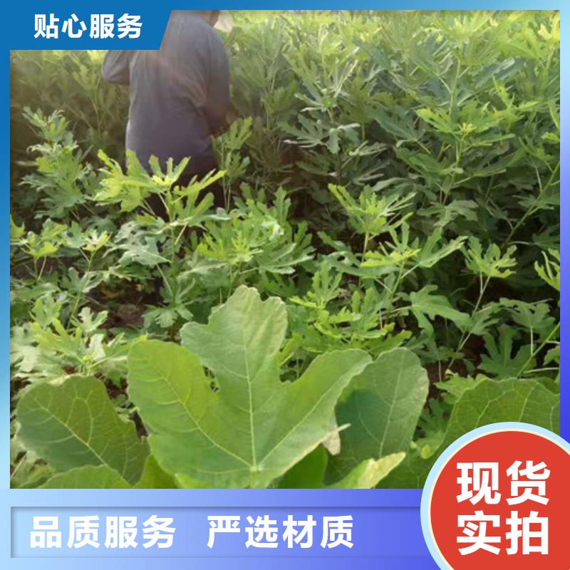 无花果桃树苗厂家自营