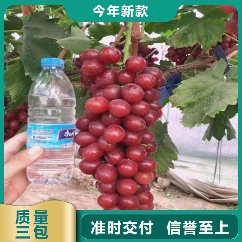 葡萄-大棚草莓苗支持非标定制