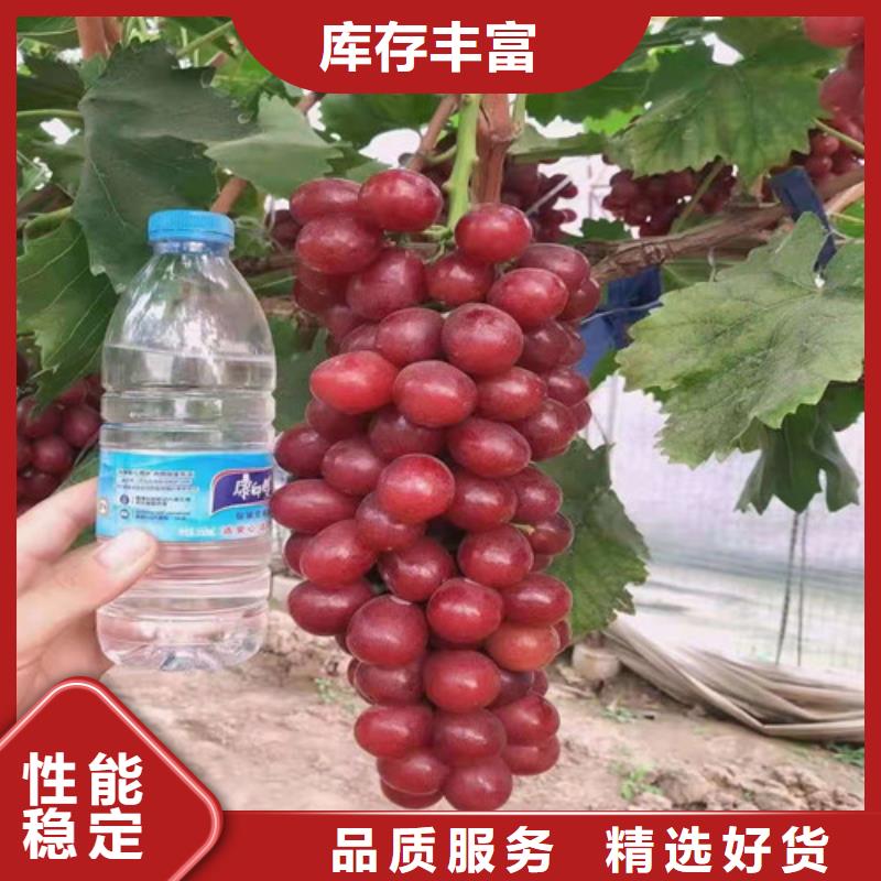 葡萄烟福8苹果苗真实拍摄品质可靠