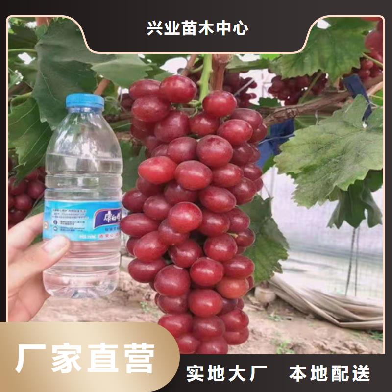 香椿树苗视频-龙州|宁明|来宾|河池|百色|南宁|防城港兴业香椿树苗_ 苗木中心(崇左市分公司)