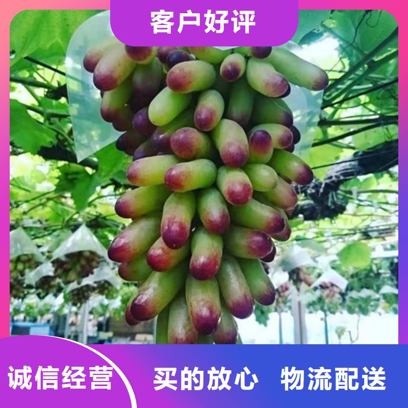 葡萄大棚草莓苗好廠家有擔(dān)當(dāng)
