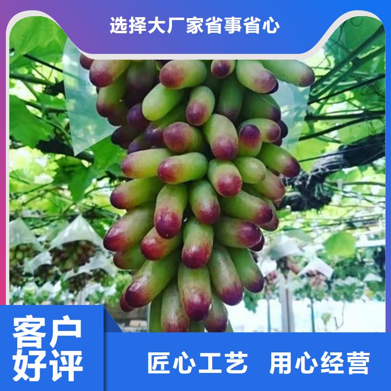 葡萄-葡萄苗精選好貨