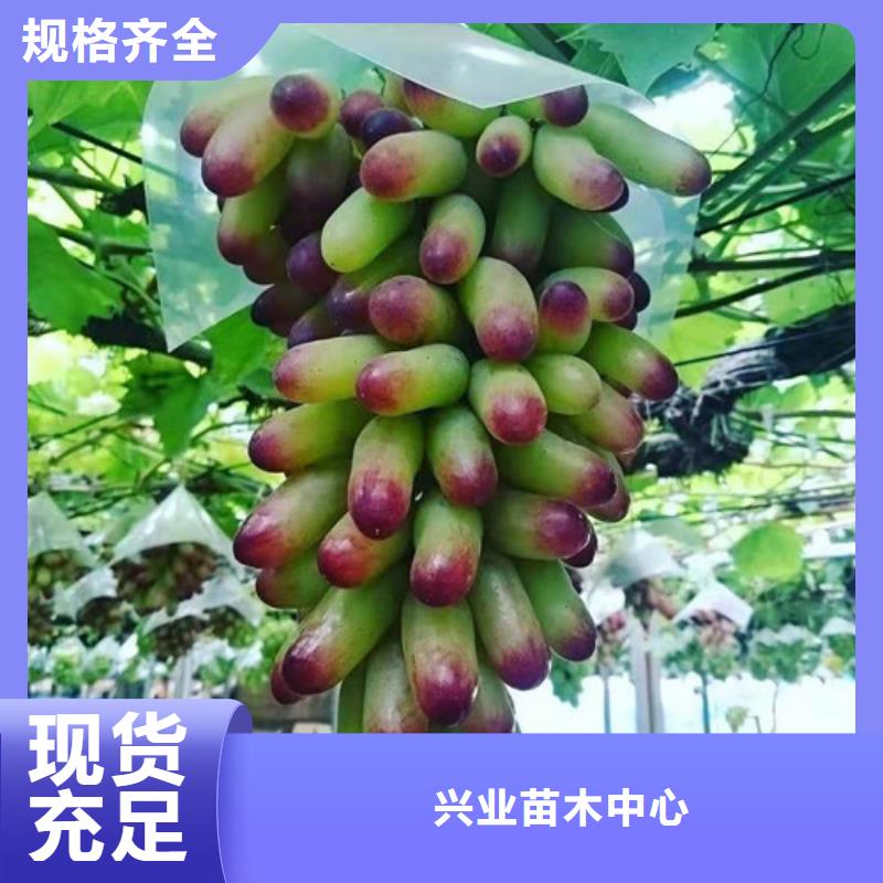 葡萄红耔山楂苗产品细节