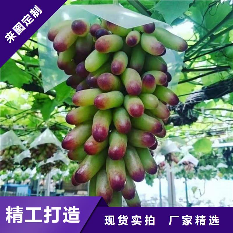 葡萄山楂苗嚴(yán)謹(jǐn)工藝
